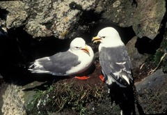 Red-legged Kittiwake
